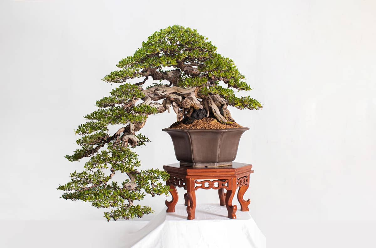 The Philippines has produced award-winning bonsai plants, including this bantique tree trained for 32 years by Philippine Bonsai Society’s past president Bobby Gopiao.